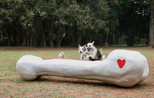 Petlove promove Festa no Quintal para quem deseja curtir o feriado ao lado de seu cão