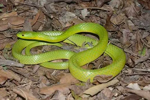 Cientistas lançam guia de serpentes da Mata Atlântica