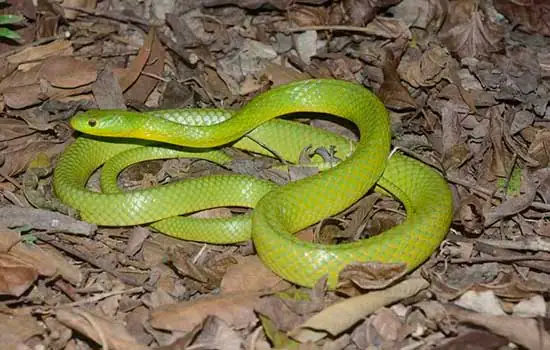 Cientistas lançam guia de serpentes da Mata Atlântica