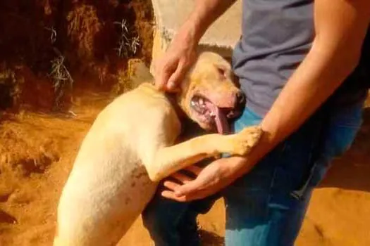 Pitbulls vítimas de maus-tratos são colocados para adoção em Minas Gerais