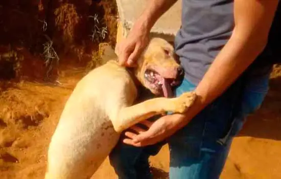 Pitbulls vítimas de maus-tratos são colocados para adoção em Minas Gerais