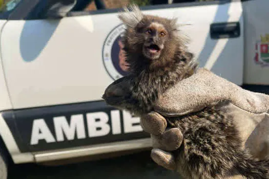 Equipe de Proteção à Fauna resgata Sagui que estava preso dentro de veículo