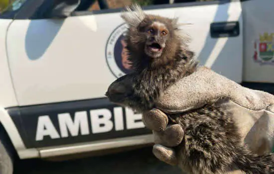 Equipe de Proteção à Fauna resgata Sagui que estava preso dentro de veículo