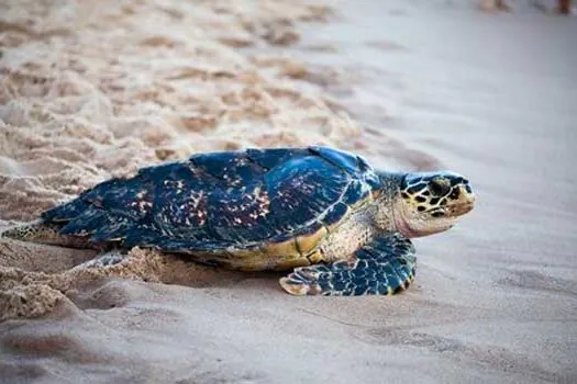 Tamar completa 40 anos na conservação de espécies de tartaruga marinha na costa brasileira