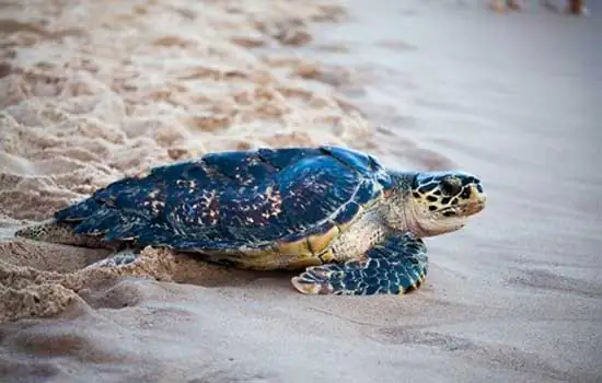 Tamar completa 40 anos na conservação de espécies de tartaruga marinha na costa brasileira