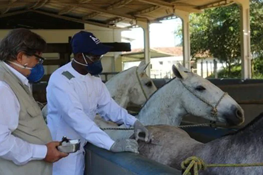 Soro contra covid testado em cavalos está perto de ser testado em humanos