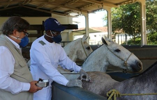 Soro contra covid testado em cavalos está perto de ser testado em humanos