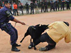 GCM de Diadema e Hundesport promovem treinamento