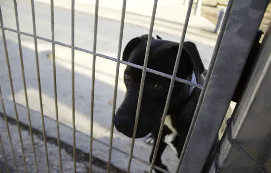 Ribeirão Pires promove feira de doação de cães e gatos no sábado