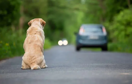 Projeto de Lei eleva multa a R$ 3 mil por abandono de animais