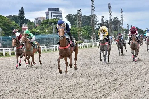 Machos e fêmeas da raça Árabe disputam Grande Prêmio no Jockey Club de São Paulo