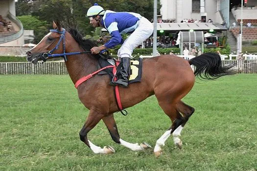 Prêmio Copa Do Brasil encerra disputas da 40ª Exposição Nacional Do Cavalo Árabe