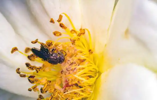 USP oferece curso gratuito de meliponicultura que estimula preservação de abelhas