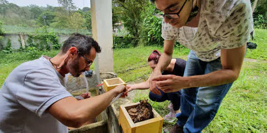 Meio Ambiente Ribeirão Pires resgata abelhas no Viveiro Municipal