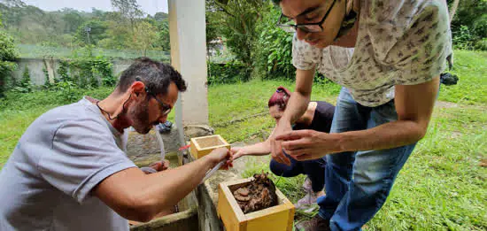 Meio Ambiente Ribeirão Pires resgata abelhas no Viveiro Municipal