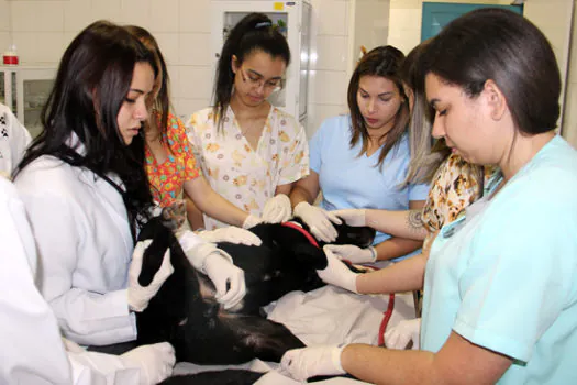 São Caetano pode ter estágio em medicina veterinária no CCZ