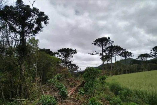 Ações ambientais ajudam na recuperação de 254 hectares de florestas