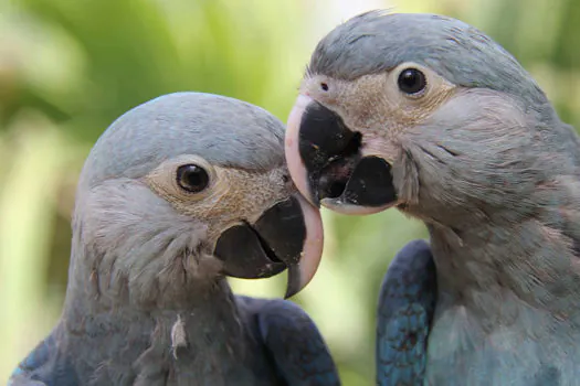 Parceria entre ministério e Unesco premiará projetos de biodiversidade