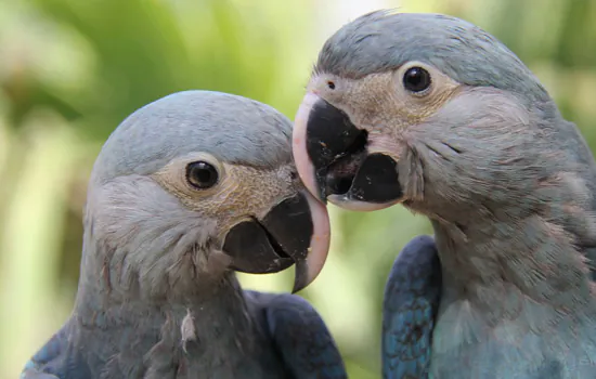 Parceria entre ministério e Unesco premiará projetos de biodiversidade