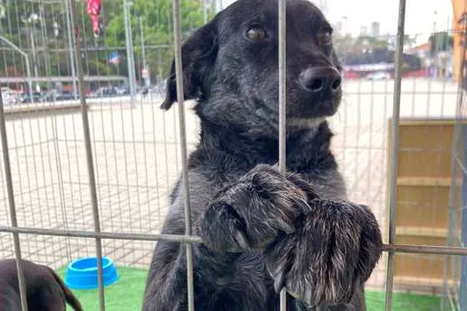 Estações das Linhas 4-Amarela e 5-Lilás recebem feira de adoção de cães