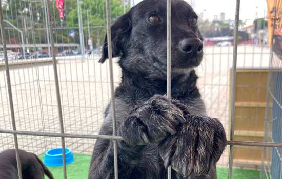 Estações das Linhas 4-Amarela e 5-Lilás recebem feira de adoção de cães