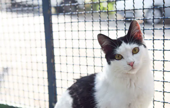 Diadema terá Feira de Adoção de Cães e Gatos