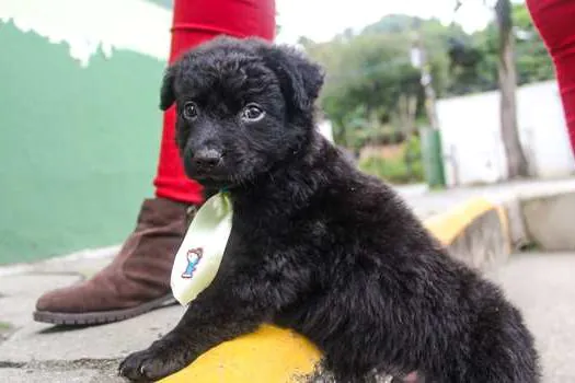 Santo André realiza feira de adoção de animais neste sábado