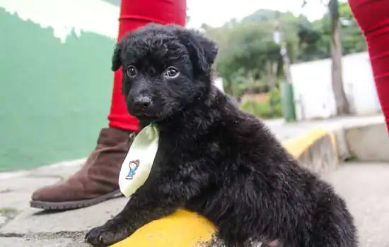 Santo André realiza feira de adoção de animais neste sábado