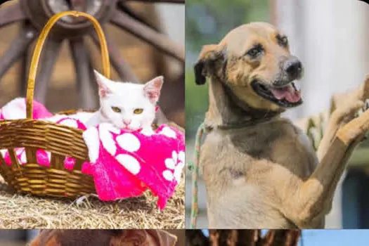 Pets podem ser adotados por meio de site da Prefeitura de Itapevi