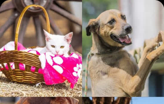 Pets podem ser adotados por meio de site da Prefeitura de Itapevi