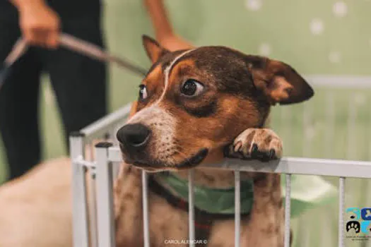 Feira de adoção terá mais de 50 animais neste sábado