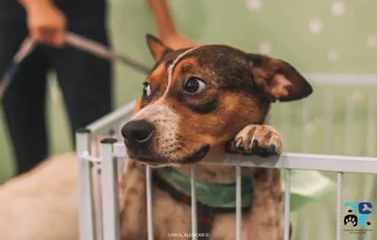 Feira de adoção terá mais de 50 animais neste sábado