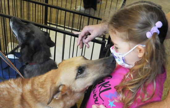 Feira de Adoção de animais movimenta andreenses no Parque Celso Daniel