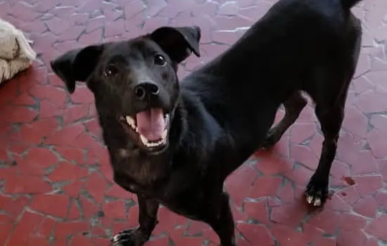 Atrium Shopping realiza Feira de Adoção de Animais