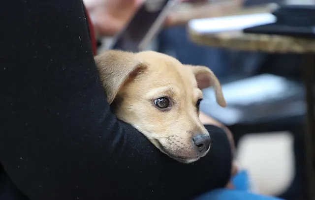 CCZ Diadema promove Adoção de Animais no próximo domingo (26)