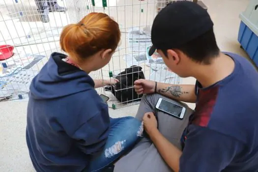 Feira de Adoção de Animais de Diadema será neste domingo