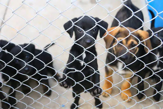 1º Festival da Adoção de animais no Mauá Plaza Shopping