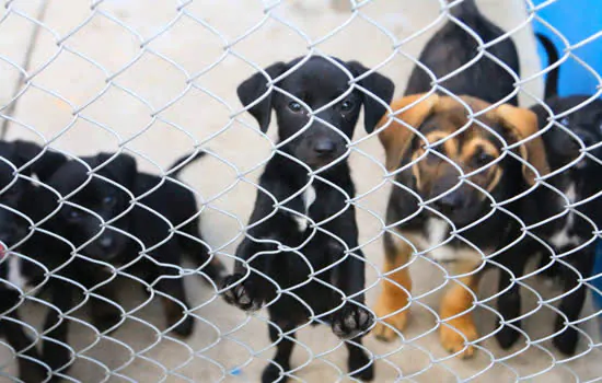 1º Festival da Adoção de animais no Mauá Plaza Shopping