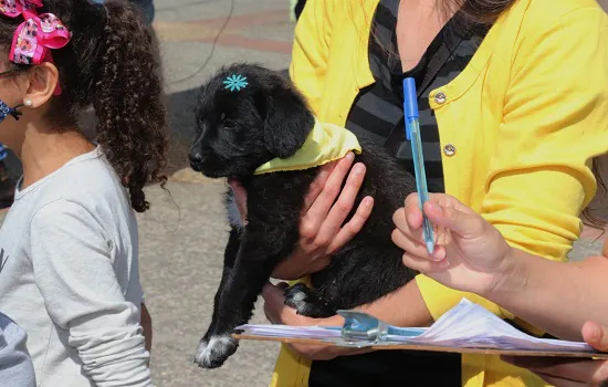 Feira de Adoção de Ribeirão Pires consegue lar para 25 cachorros