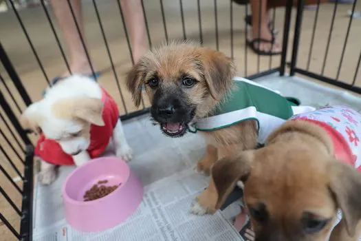 Cães e gatos ganham novo lar em feira de adoção no Parque Antonio Pezzolo