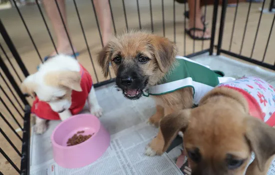 Cães e gatos ganham novo lar em feira de adoção no Parque Antonio Pezzolo