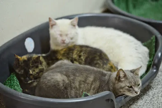 São Bernardo promove Feira de Adoção de Cães e Gatos neste sábado