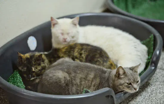 São Bernardo promove Feira de Adoção de Cães e Gatos neste sábado