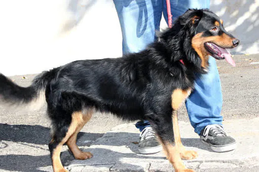 Feira de adoção de animais acontece neste sábado, em São Caetano