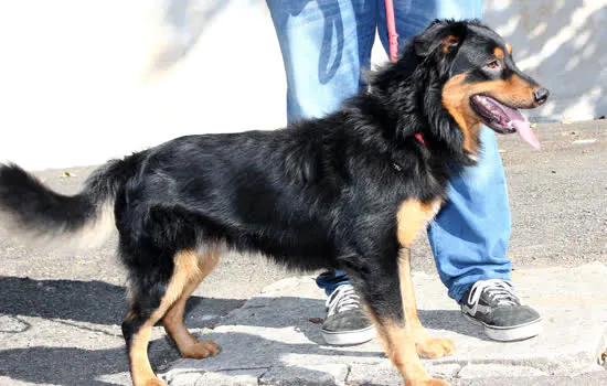 Feira de adoção de animais acontece neste sábado