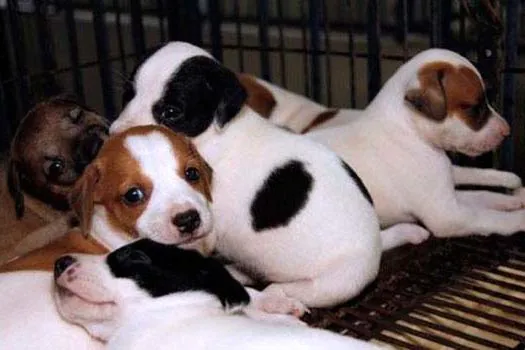 Feira de Adoção de Animais ao lado do Ginásio Poliesportivo