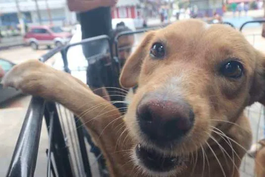 Ribeirão Pires realiza Feira de Adoção de cães e gatos no próximo sábado (28)