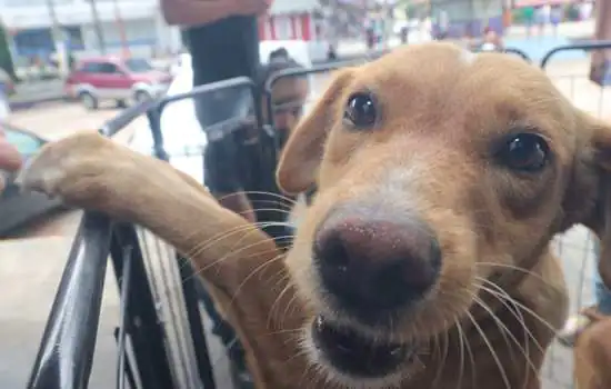 Ribeirão Pires realiza Feira de Adoção de cães e gatos no próximo sábado (28)