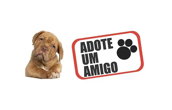 Domingo é dia de feira de adoção de animais em São Bernardo