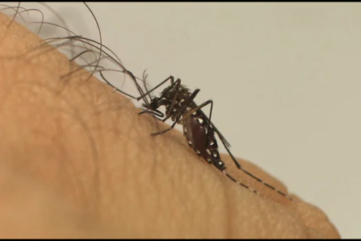 Saúde realiza Dia D contra a dengue nas escolas municipais de SP nesta sexta (1º)